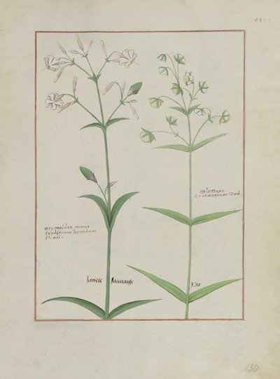 Illustration from The Book of Simple Medicines by Mattheaus Platearius by Robinet Testard